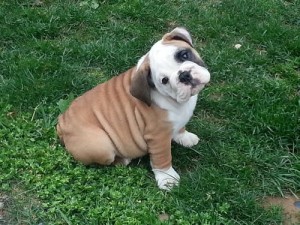 Bulldog Puppies Available