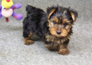 Yorkie Puppies for Sale