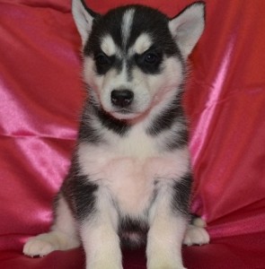 GORGEOUS BLUE EYES HUSKIES PUPPIES