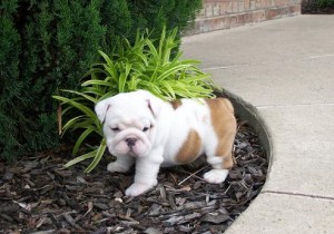 Bulldog Puppies for Adoption