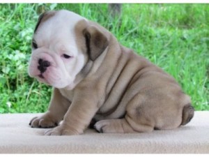 Female English Bulldog Puppy