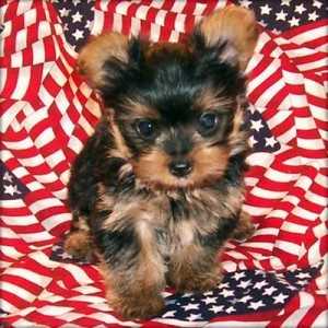 Awesome Yorkie Puppies For Sale