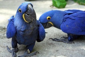 Beautiful  Hyacinth Macaws parrots