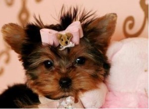 Adorable Yorkie Puppies for Adoption