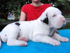 Great Dane Puppies