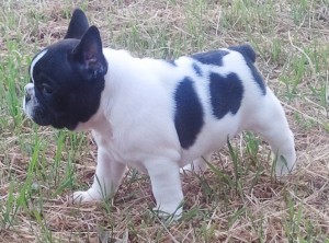 French Bulldog Puppy