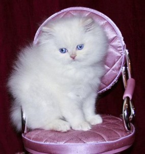 Persian Kittens for Sale