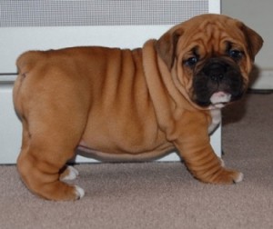 English Bulldogs for Sale