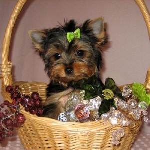 Tiny Teacup Yorkie Puppy