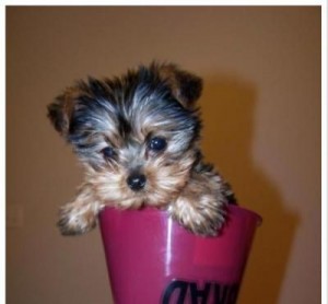 Tiny T-Cup Female Yorkie Puppy!