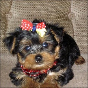 Yorkie Female