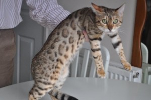 Terrific Bengal Kittens to Grace Your Home