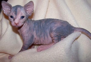 Awesome Sphynx Kittens