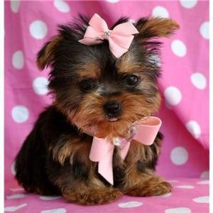 Adorable Yorkies Puppies