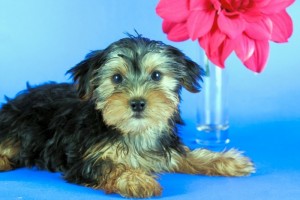 Home Trained Yorkie Puppies