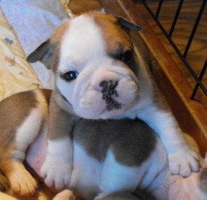 Female English Bulldog