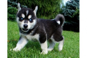 Blue Eyes Siberian Husky Puppies