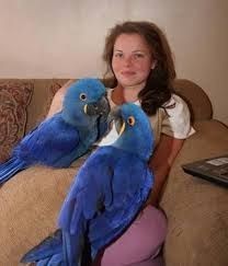 Macaw Parrots for Adoption