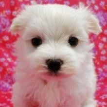 Maltese Dogs for Sale