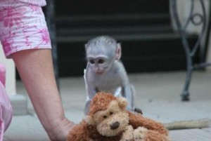 Adorable Capuchin Monkey