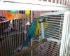 Harlequin - Blue, Green Macaw