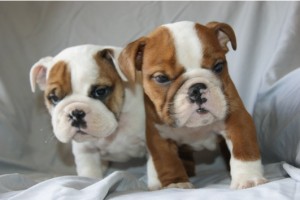 English Bulldog Puppies