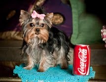 Lovely Yorkie Puppy