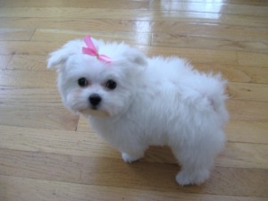 Maltese Puppy