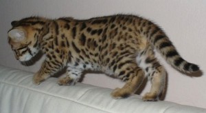 Male and Female Bengal Kittens Available