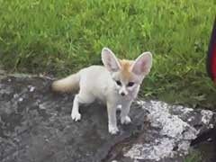 Awesome Fennec Foxes for Adoption