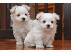 Beautiful Teacup Maltese Puppies