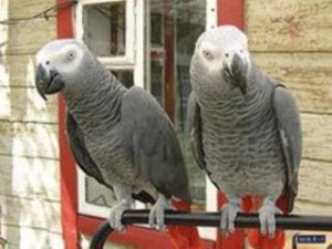 African Gray Parrot for Adoption