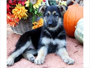 German Shepherd Puppies for Sale