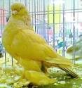 Gorgeous Tamed &amp; Talking Parrots for Sale