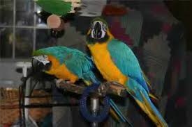 Two Blue and Gold Macaws for Adoption