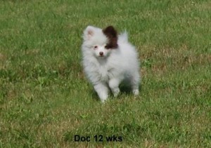 Beautiful Pomeranian Puppy