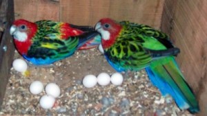 Fertile Parrot Eggs Available