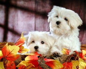 2 purebred Maltese puppies.