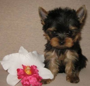 T-cup Yorkie Puppies for Sale