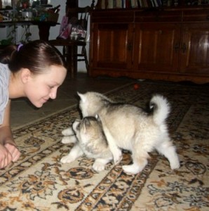 11 weeks old  Purebred siberian Husky Puppies