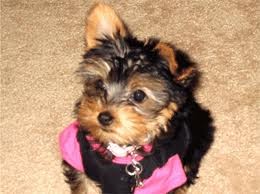 Charming Teacup Yorkie Puppies