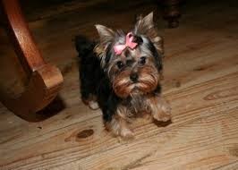 Amazing Teacup Yorkie Puppies