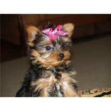 Awesome teacup Yorkie Puppies