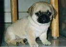 Gorgeous Pug puppies For Adoption