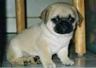Pug Puppies Available