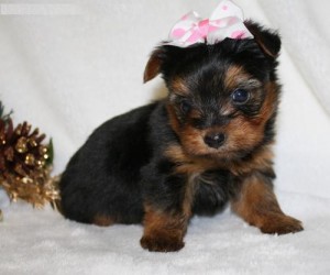 Adaptable Yorkie Puppies for Re-Homing