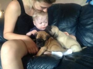 English Mastiff Puppies