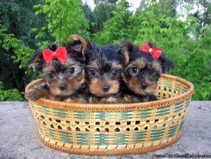 Yorkies for Sale