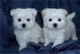 Maltese Puppies for Sale