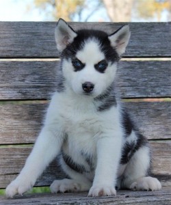 Gorgeous Siberian Husky Puppies